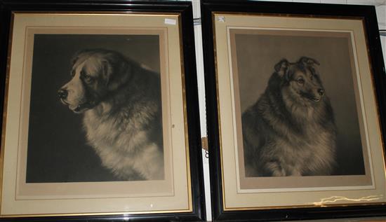 Frank Paton (1856-1909), pair of engravings, St Bernard & A Rough Collie